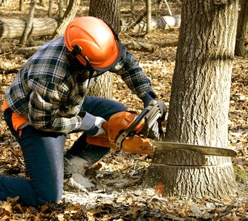 Tree Removal in Hector, MN